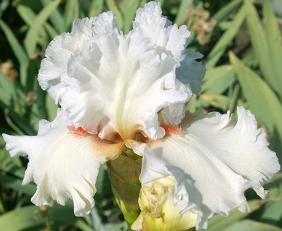 Heaven - Tall bearded Iris