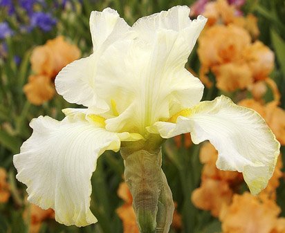 Heavenly Halo - tall bearded Iris
