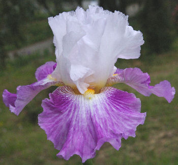 Heaven's Door - tall bearded Iris