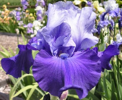 Helen K. Armstrong - reblooming tall bearded Iris