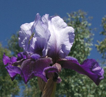 Hellcat - Intermediate bearded Iris