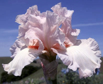 Her Pinkness - fragrant tall bearded Iris