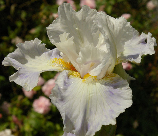 Hers - fragrant Intermediate bearded Iris