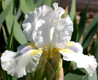 Hi - fragrant reblooming Intermediate bearded Iris