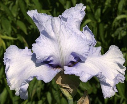 Hidden Riches - tall bearded Iris
