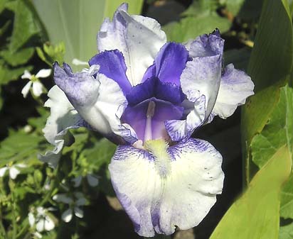 Hidden Surprise - tall bearded Iris