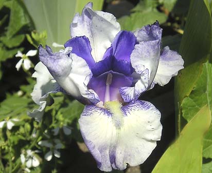 Hidden Surprise - tall bearded Iris