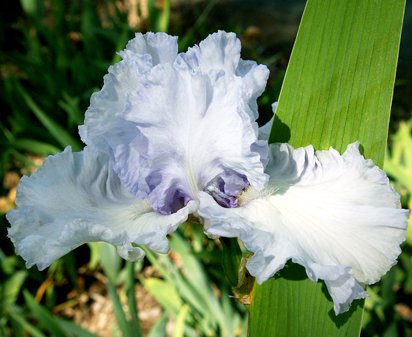 High Blue Sky - tall bearded Iris