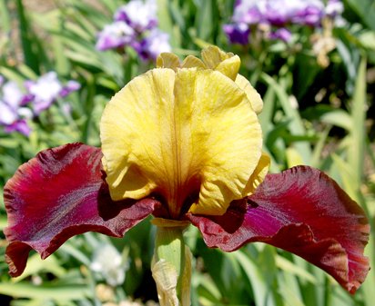 High Drama - fragrant tall bearded Iris