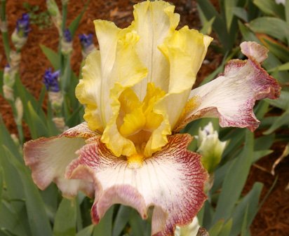 High Energy - reblooming tall bearded Iris