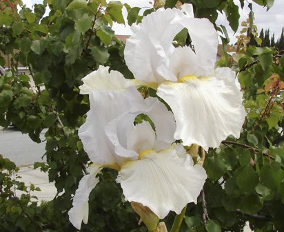 High Ho Silver - fragrant reblooming tall bearded Iris