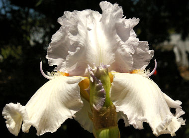 High Impact - fragrant reblooming tall bearded Iris