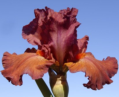 Highland Games - tall bearded Iris
