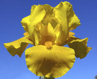 Highlands Nugget - fragrant Intermediate bearded Iris