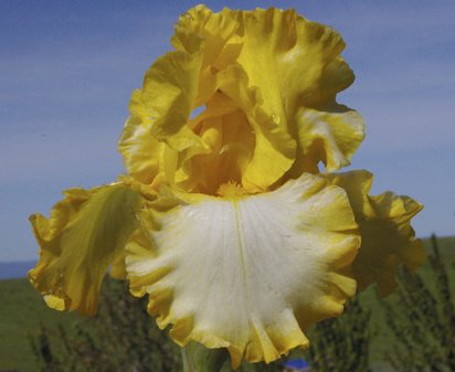 His Honor - border bearded Iris