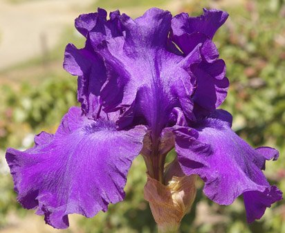 His Royal Highness - reblooming tall bearded Iris