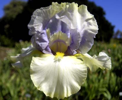 His and Hers - reblooming tall bearded Iris
