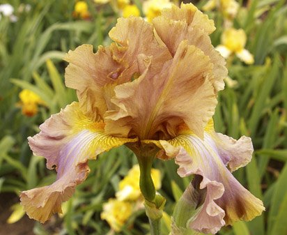 Hobo Heaven - fragrant tall bearded Iris