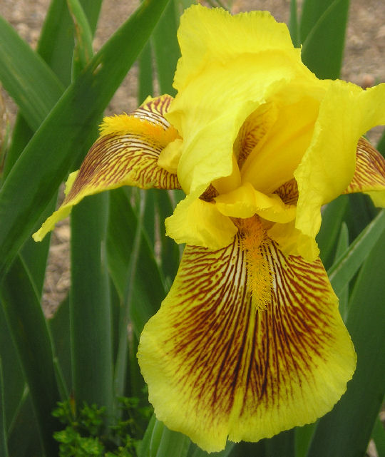 Hold That Tiger - tall bearded Iris