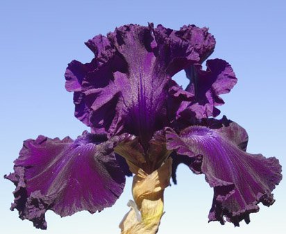 Hollywood Nights - tall bearded Iris