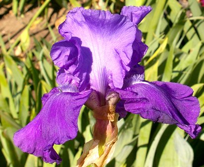 Hollywood and Vine - fragrant tall bearded Iris