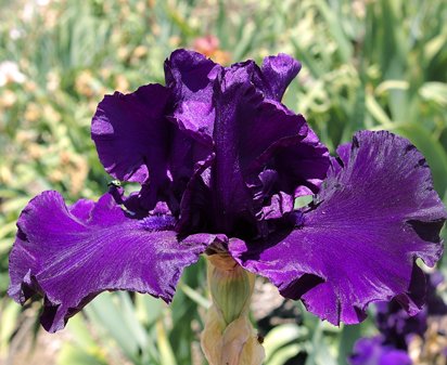 Holy Night - reblooming tall bearded Iris