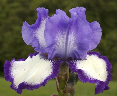 Home Style - tall bearded Iris