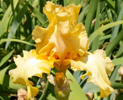 Honey Crunch - fragrant tall bearded Iris