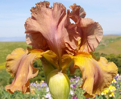 Honey Mocha - tall bearded Iris