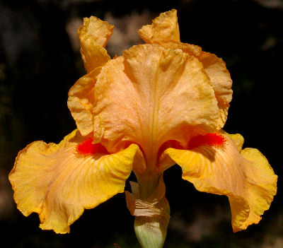 Honey Way - Intermediate bearded Iris