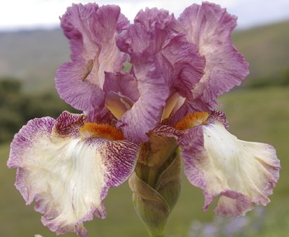 Honeymoon Dance - tall bearded Iris