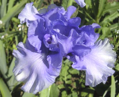 Honky Tonk Blues - fragrant reblooming tall bearded Iris