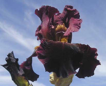 Hoosier Pride - tall bearded Iris