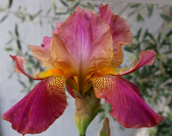 Horned Rosyred - tall bearded Iris