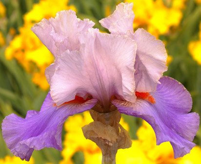 Hot Gossip - tall bearded Iris