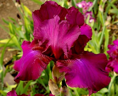 Hot Spiced Wine - fragrant reblooming tall bearded Iris