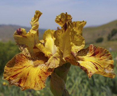 Hotdogs and Mustard - tall bearded Iris