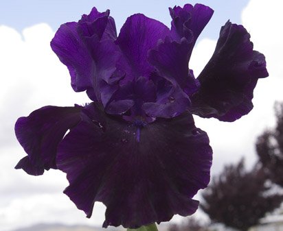 Houdini - tall bearded Iris