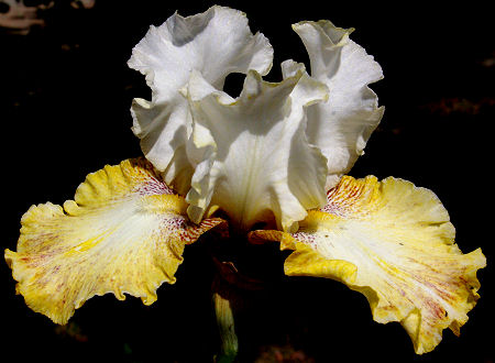 How Bout That - fragrant tall bearded Iris