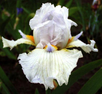 Howdy Do - tall bearded Iris