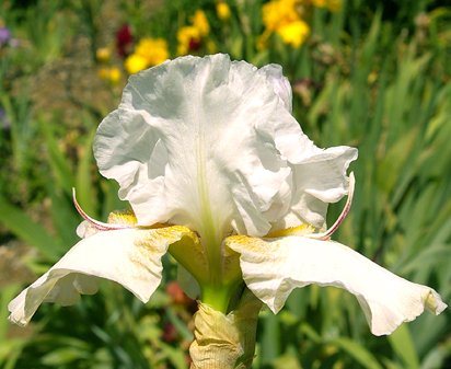 Hubble Space Telescope - fragrant tall bearded Iris