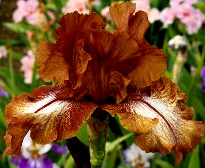 Huckleberry Fudge - reblooming tall bearded Iris