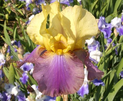 Humdinger - tall bearded Iris