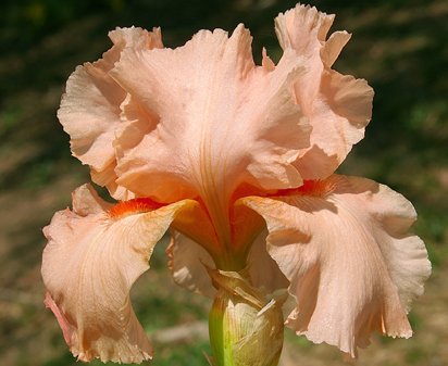 Hurricane Lamp - tall bearded Iris