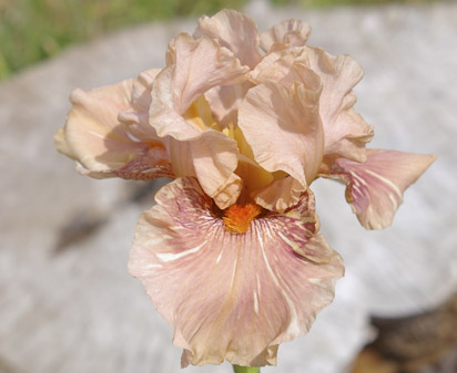 Hyenasicle - fragrant tall bearded Iris