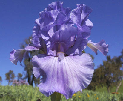 I Feel Free - Intermediate bearded Iris