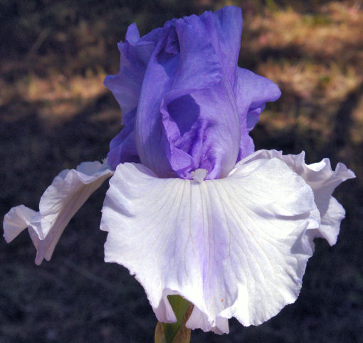 Ice Planet  Tall bearded Iris - Nola's Iris Gardens