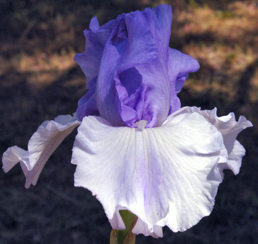 Ice Planet - fragrant reblooming tall bearded Iris