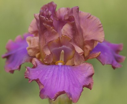 Iced Tea - fragrant tall bearded Iris
