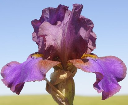IdidIt - fragrant tall bearded Iris